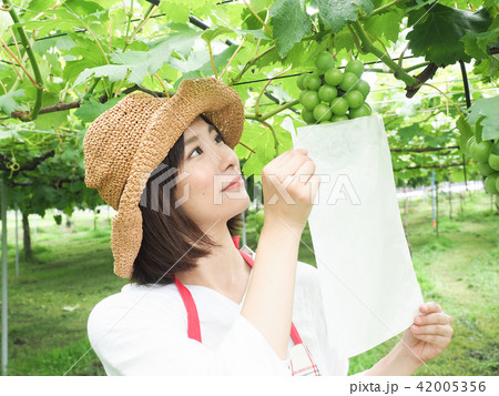 ぶどうの袋かけ作業をする女性 ぶどうの袋かけ作業をする女性 42005356