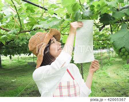 ぶどうの袋かけ作業をする女性 42005367