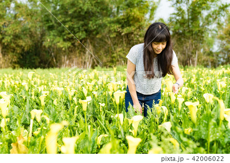 クワズイモ 女性 メス 42006022