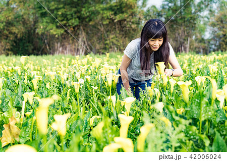 クワズイモ 女性 メス 42006024