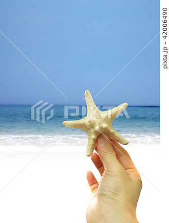 夏 砂浜 ヒトデ 42006490