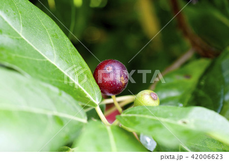 イヌビワの実 イヌビワの実 42006623