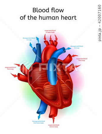 Blood Flow In Human Heart Realistic Vector Schemeのイラスト素材