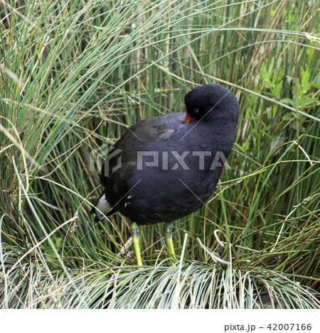 Eurasian common moorhen (Gallinula chloropus)  42007166