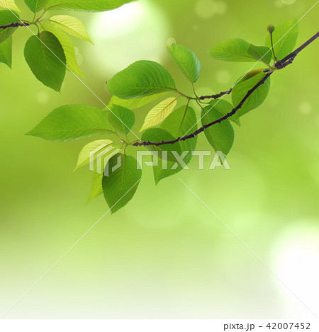 背景 葉 木の葉 42007452