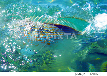 Wild Salema / Sarpa salpa in ocean - Canary Island 42007506