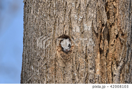 エゾモモンガ エゾモモンガ 42008103