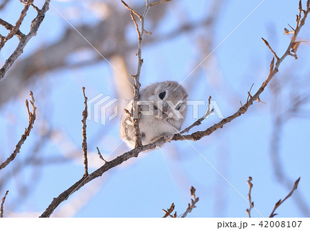 エゾモモンガ エゾモモンガ 42008107
