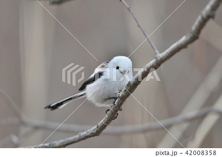 シマエナガ 42008358