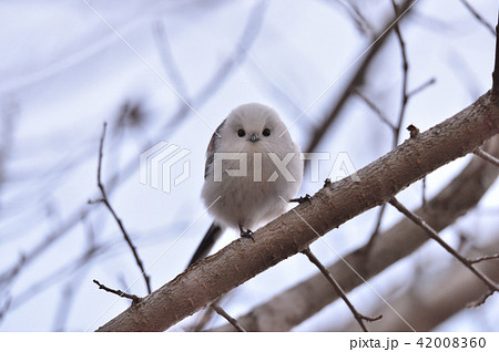 シマエナガ 42008360