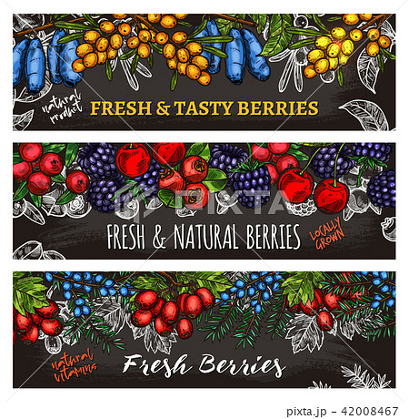 Vector sketch banners of farm and forest berries 42008467