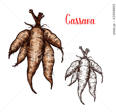 Cassava vector sketch of tropical plant tuber 42008665