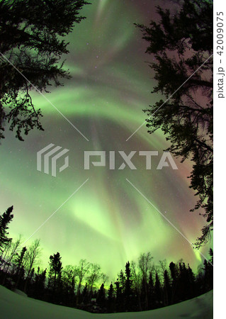オーロラ,Aurora 42009075