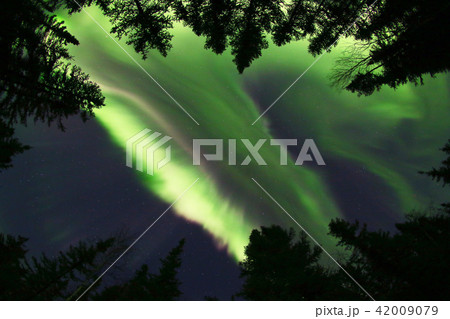 オーロラ,Aurora 42009079