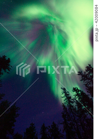 オーロラ,Aurora 42009084