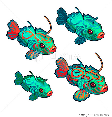 Cartoon green fish with red ornaments isolated on a white background. Synchiropus splendidus Cartoon green fish with red ornaments isolated on a white background. Synchiropus splendidus 42010705