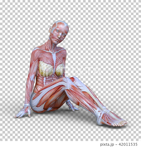 Female human body model 42011535