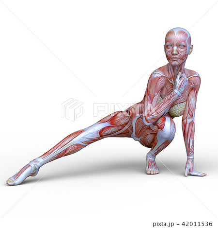 女性人体模型 42011536