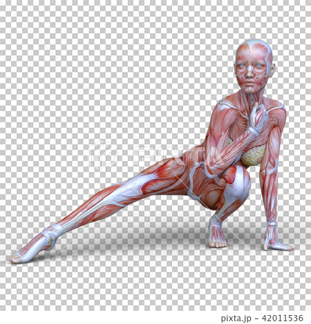 女性人体模型 42011536