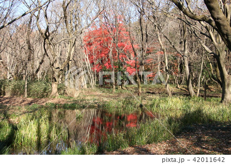野川公園自然観察園の秋～身近な公園の秋 42011642
