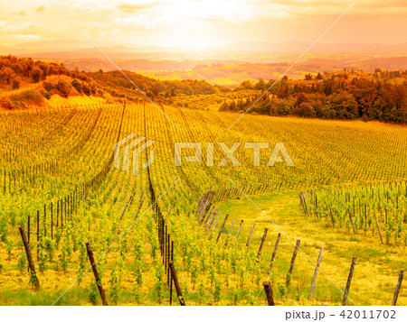 Vineyards of Chianti. Warm sunset in beautiful Tuscan landscape, Italy 42011702