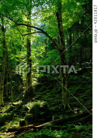若杉天然林 42011817