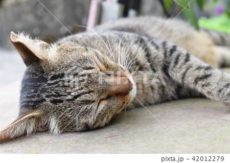 猫 ねこ ネコ 42012279