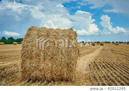 Hay bale field and beautiful blue sky Hay bale field and beautiful blue sky 42012295