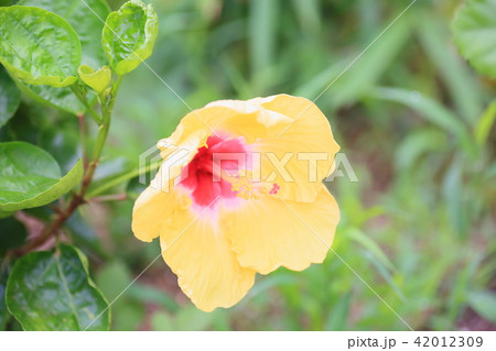 ハイビスカスの花 42012309