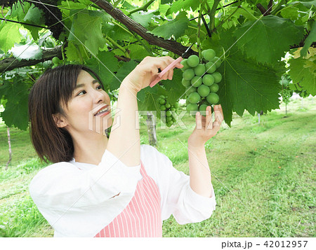 ぶどう園のぶどうを収穫する女性 42012957