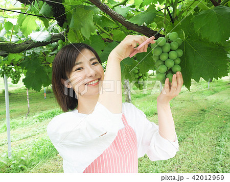 ぶどう園のぶどうを収穫する女性 42012969