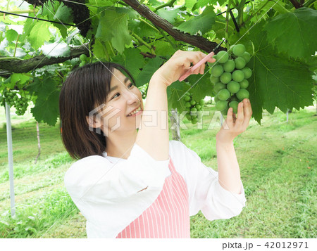 ぶどうを収穫する女性 42012971