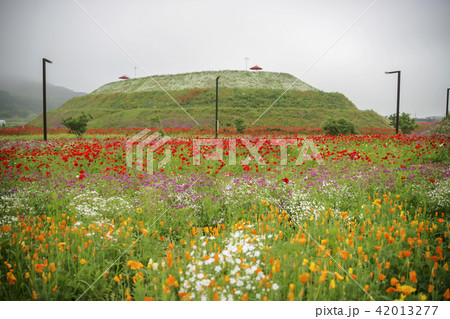 韓国 坡州市 公園 42013277