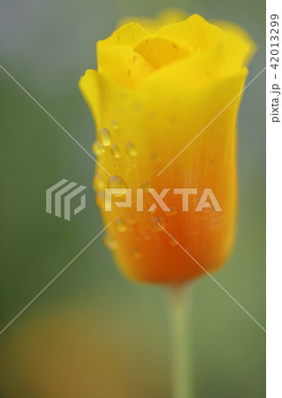 花 ケシ 京畿道 42013299