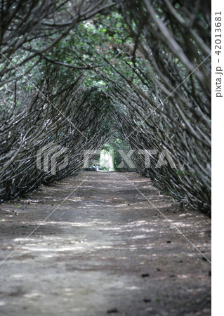 坡州市 自然 樹木園 42013681