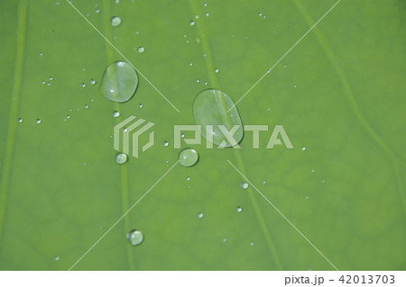 蓮の葉 水滴 京畿道 42013703