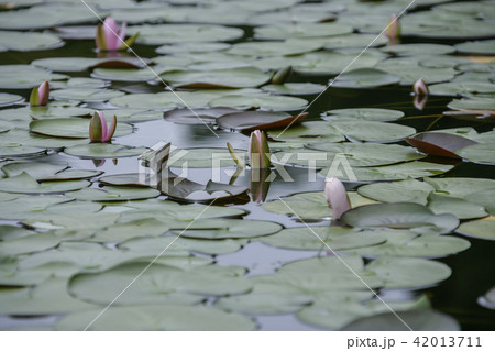 京畿道 キョンギド 韓国 42013711