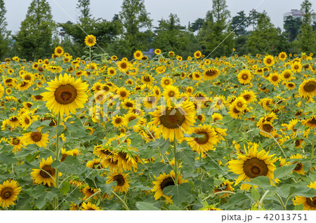 ヒマワリ 花 京畿道 42013751