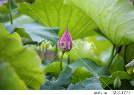 蓮 花 葉 42013776