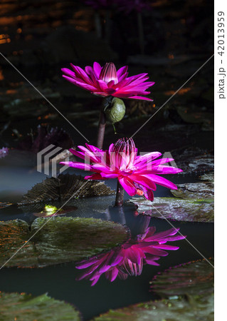 花 京畿道 キョンギド 42013959