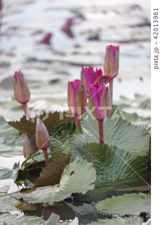 蓮 花 自然 42013961