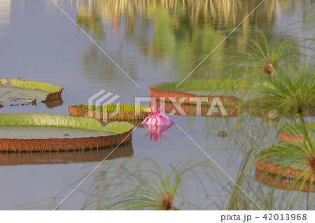 蓮 花 蓮の葉 42013968