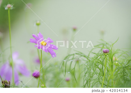 花 コスモス 京畿道 42014134