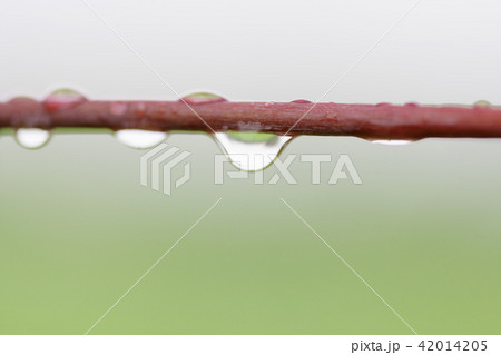 蓮 蓮の葉 幹 42014205