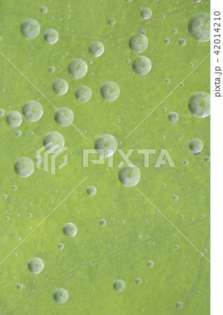 蓮の葉 水滴 雨滴 42014210