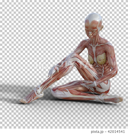 筋肉標本 座った女性 perming3DCG イラスト素材 筋肉標本 座った女性 perming3DCG イラスト素材 42014541