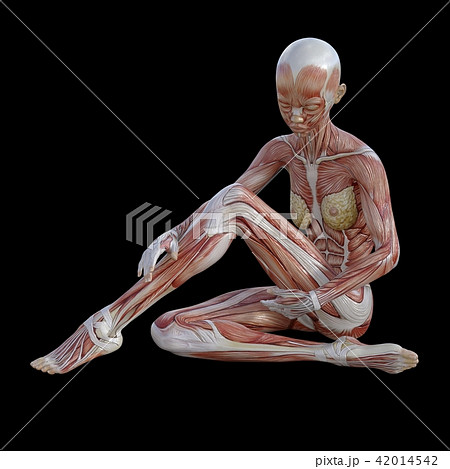 筋肉標本 座った女性 Perming3dcg イラスト素材のイラスト素材