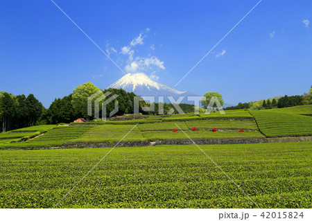 茶畑から見る富士山 茶畑から見る富士山 42015824