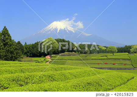 茶畑から見る富士山 42015825