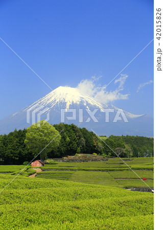 茶畑と富士山 茶畑と富士山 42015826